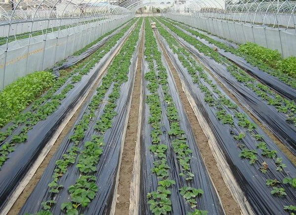 Biodegradable & Compostable Mulch Film